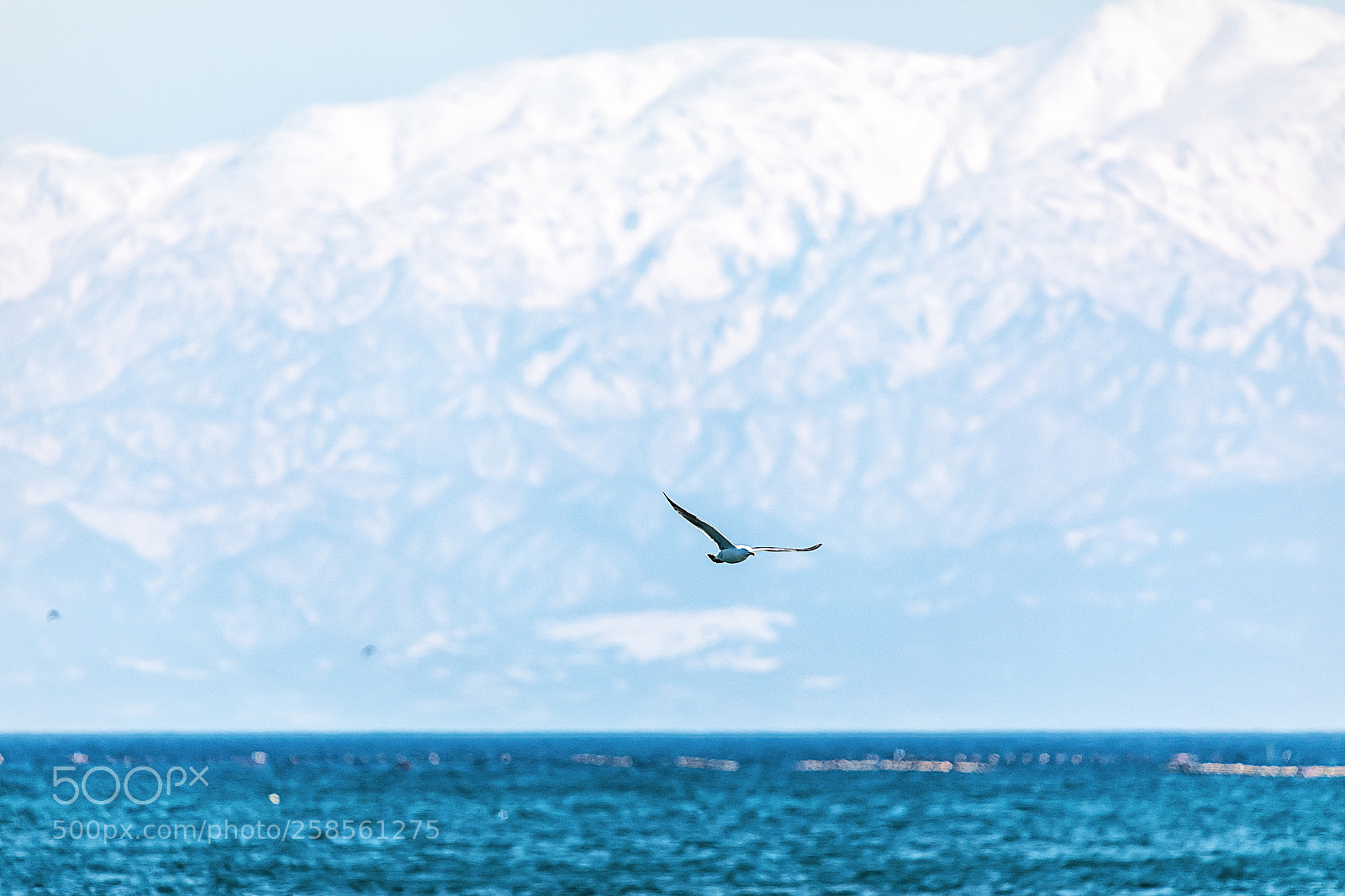 Canon EOS 5D Mark IV sample photo. Flyhigh photography
