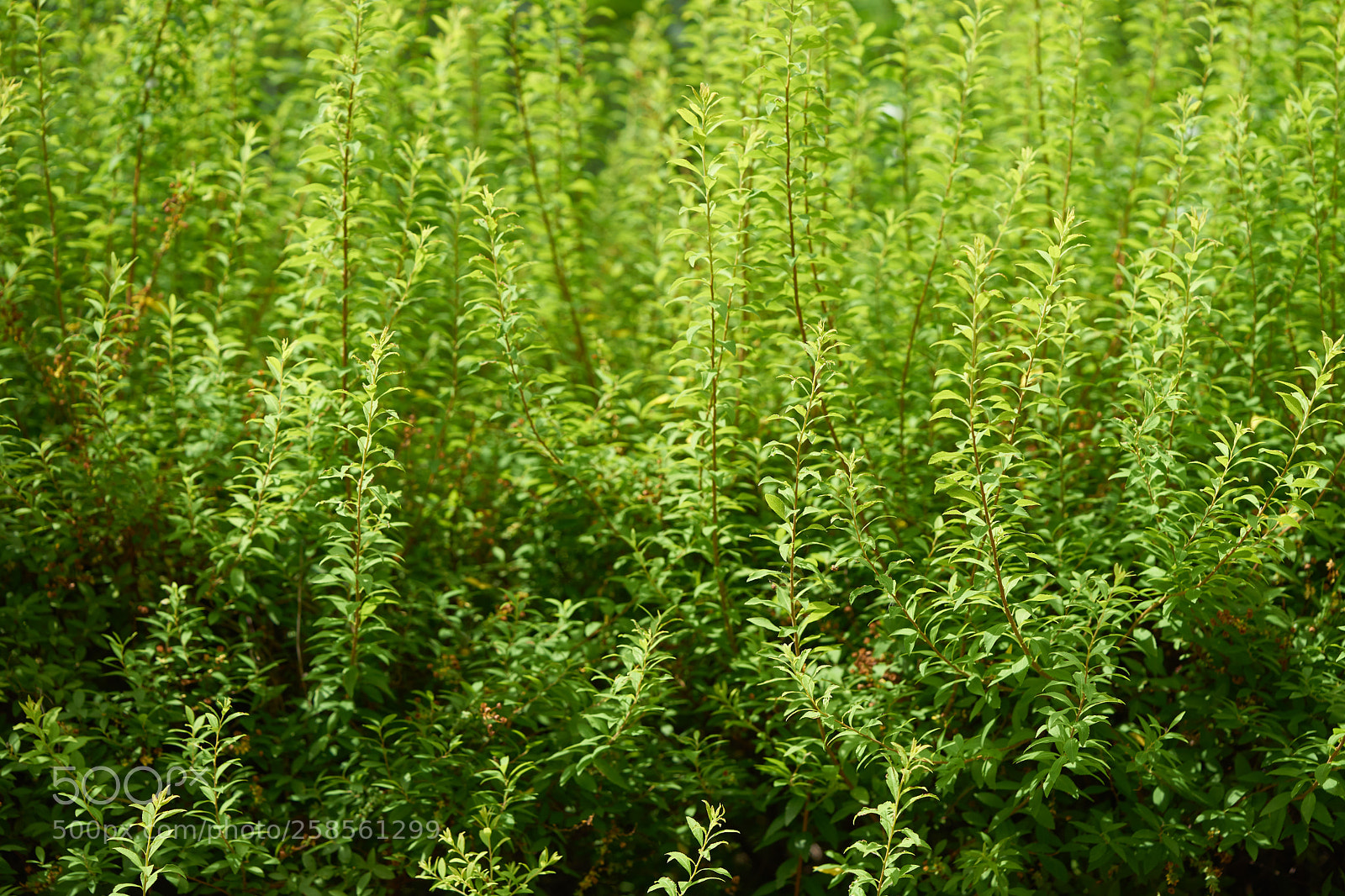 Sony a7 sample photo. Leaves 988 photography