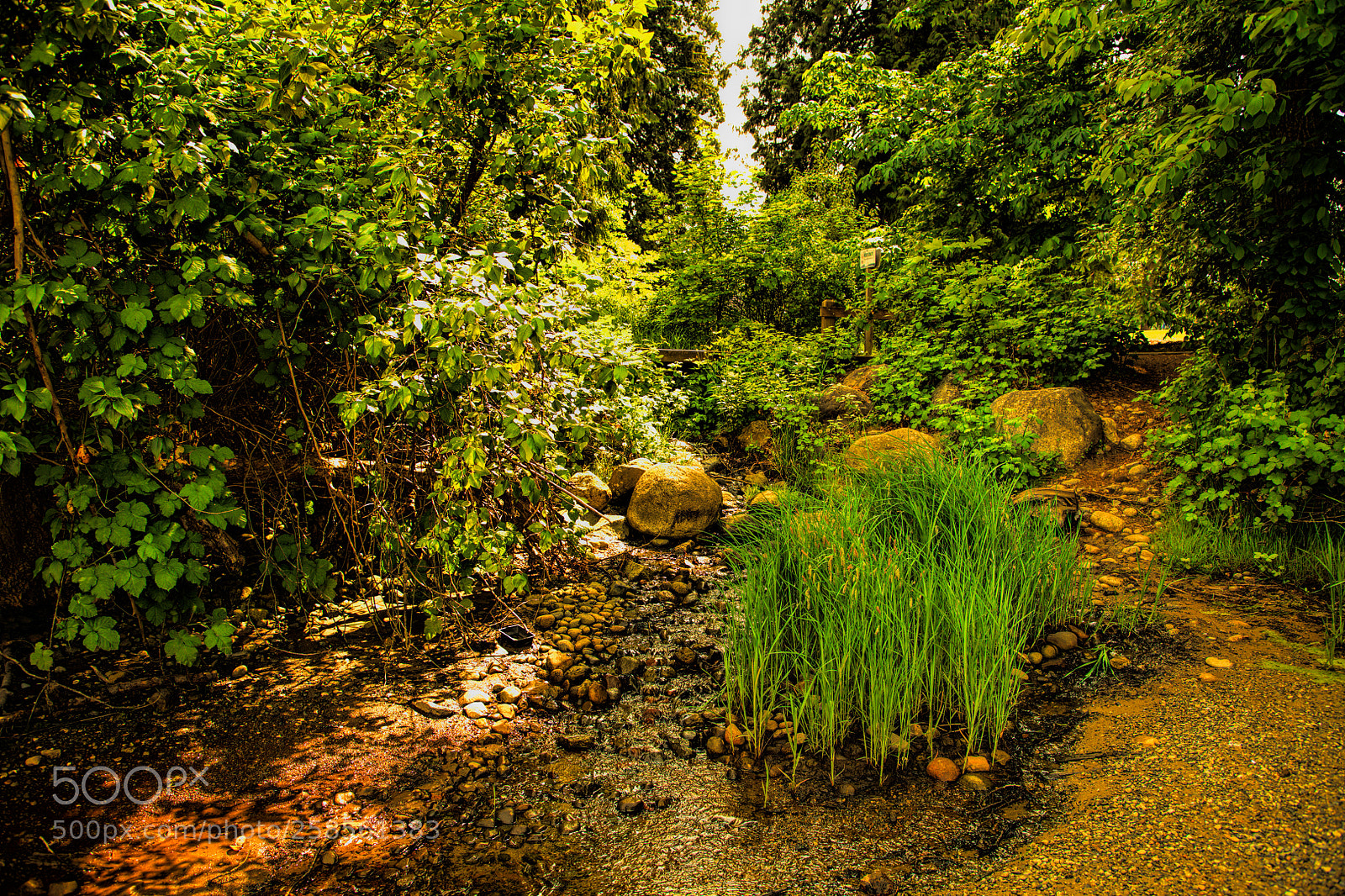 Nikon D850 sample photo. Patch of marsh grass photography