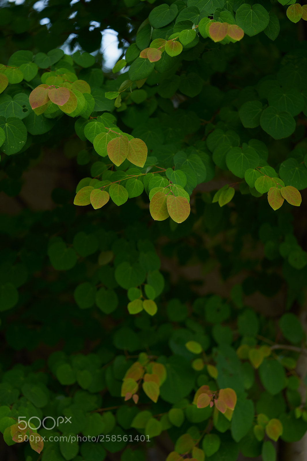 Sony a7 sample photo. Leaves 989 photography