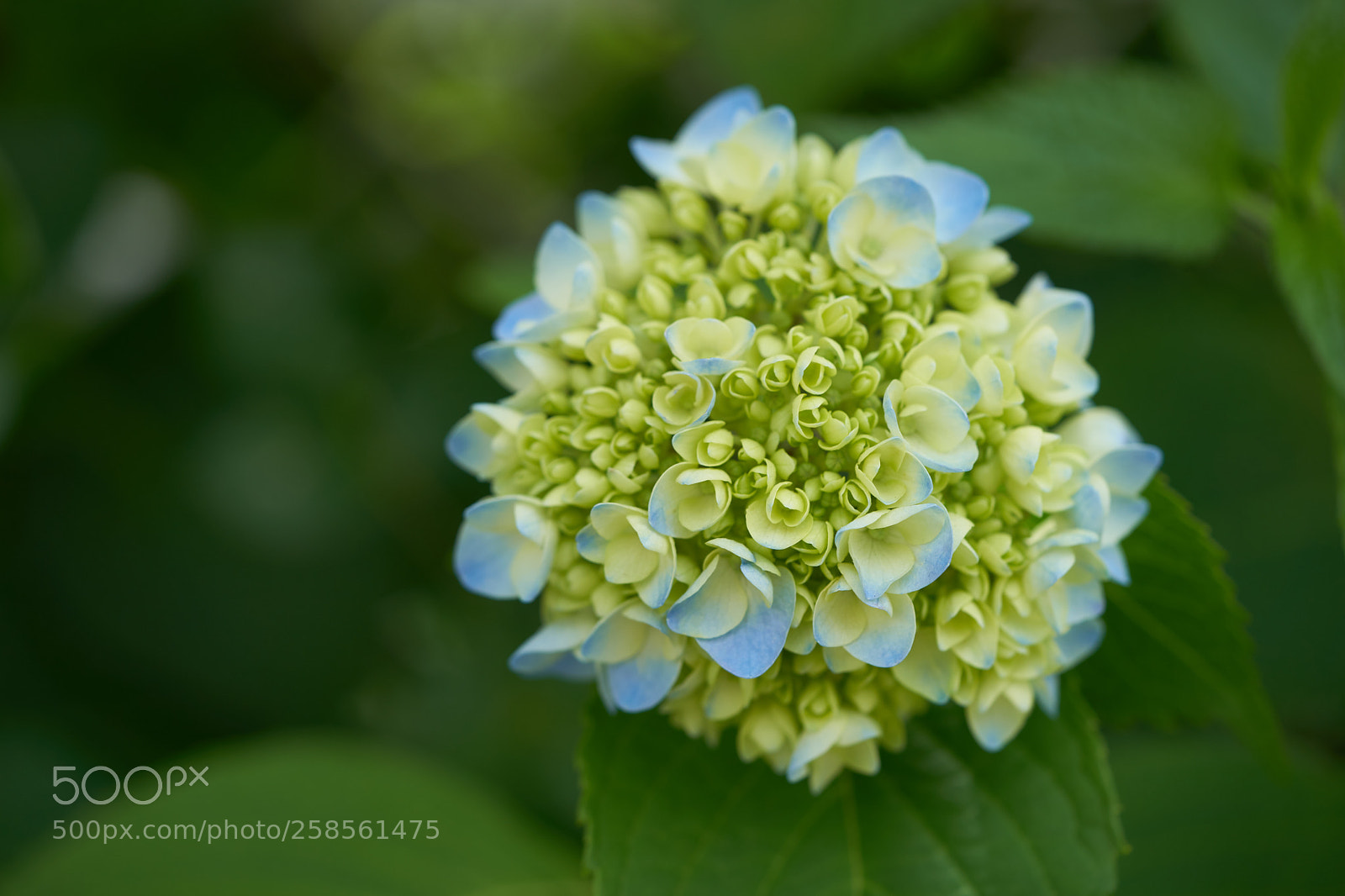 Sony a7 sample photo. Flowers 6598 photography