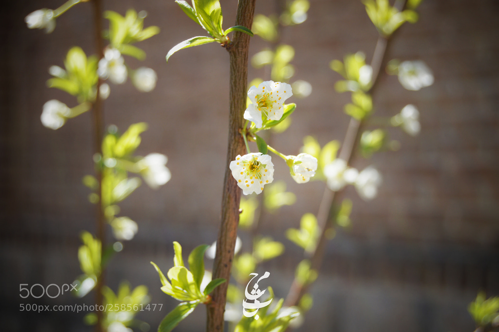 Nikon D3200 sample photo. Photo by mojtaba_athari photography