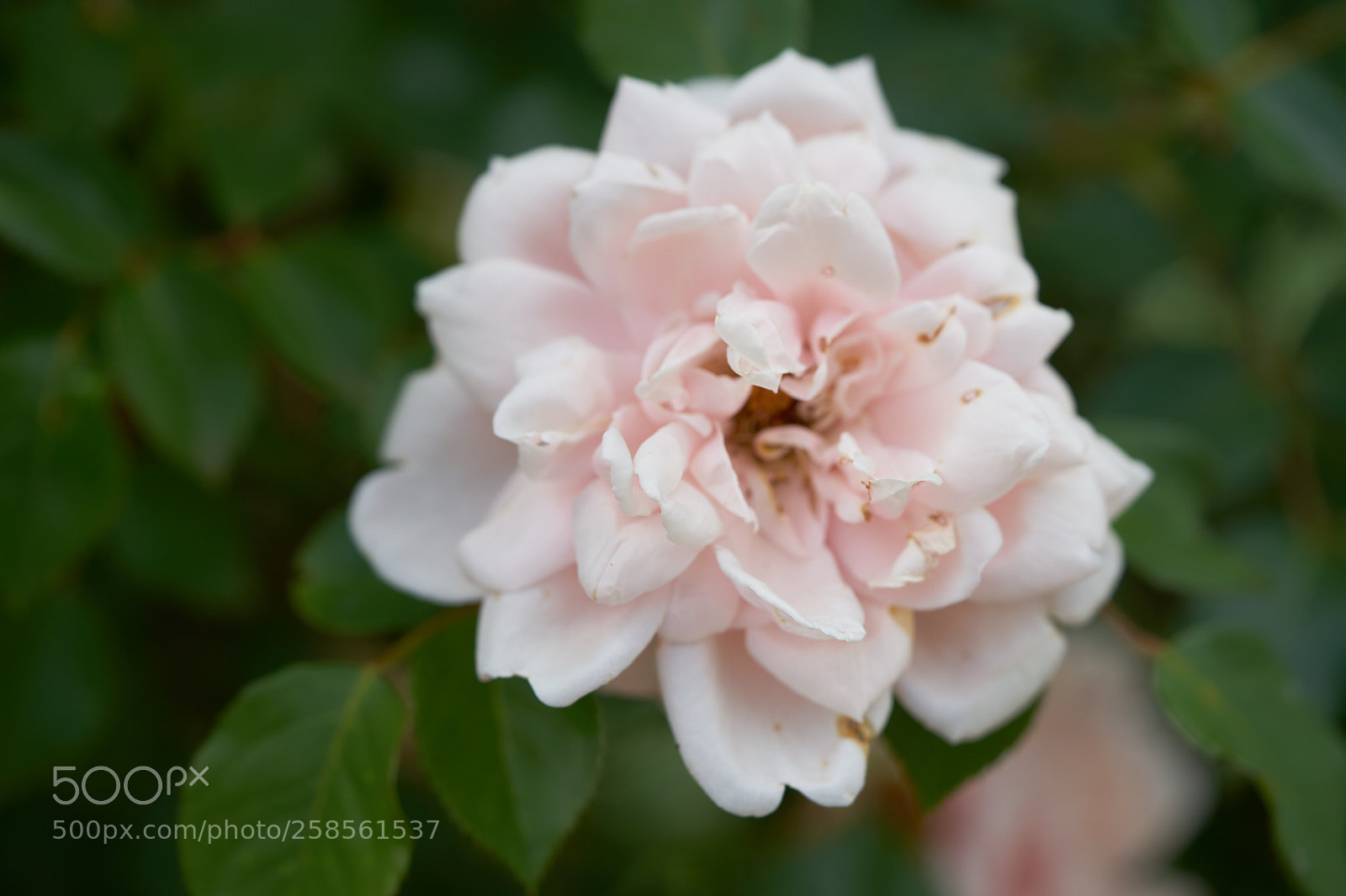 Sony a7 sample photo. Flowers 6599 photography