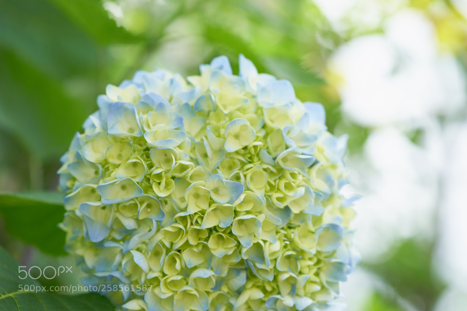 Sony a7 sample photo. Flowers 6600 photography