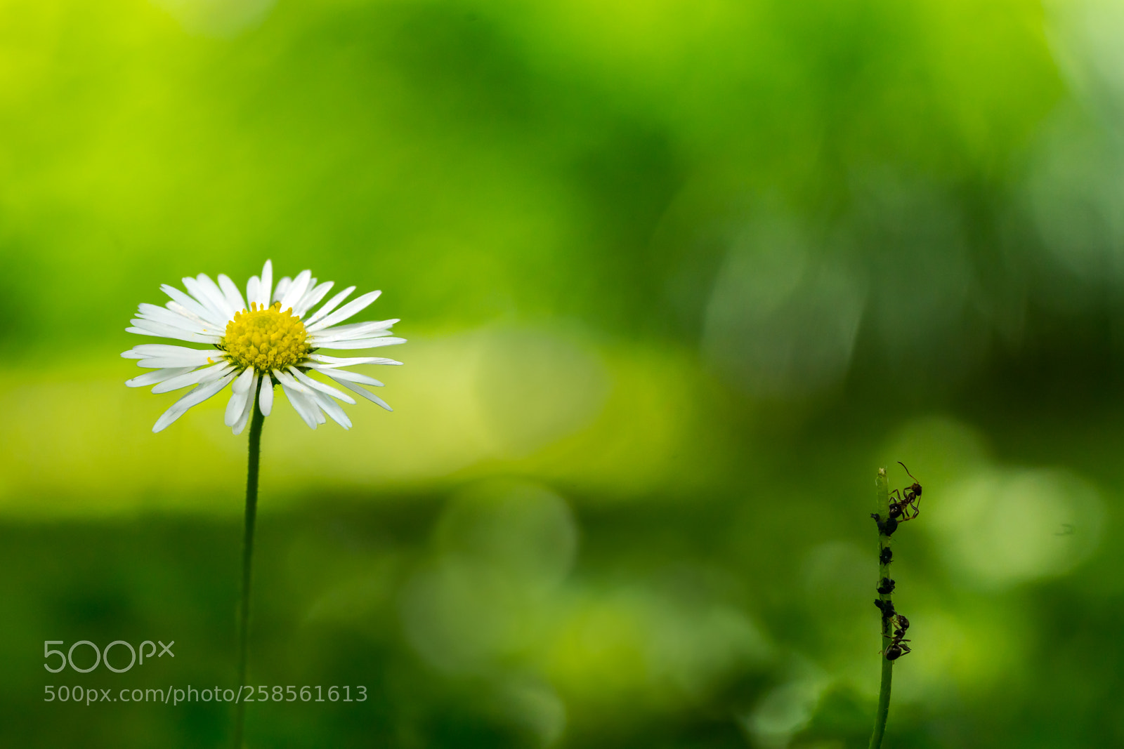 Sony a7R II sample photo. Our garden photography