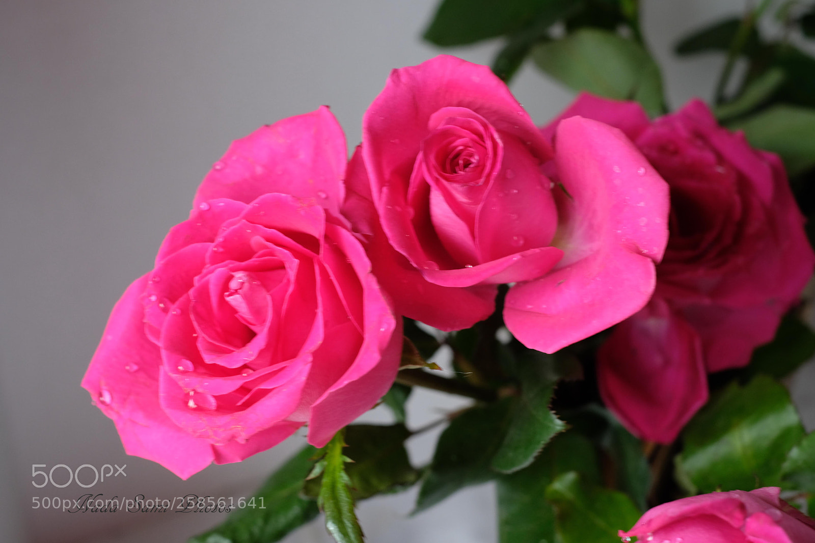 Fujifilm X-T2 sample photo. Roses photography