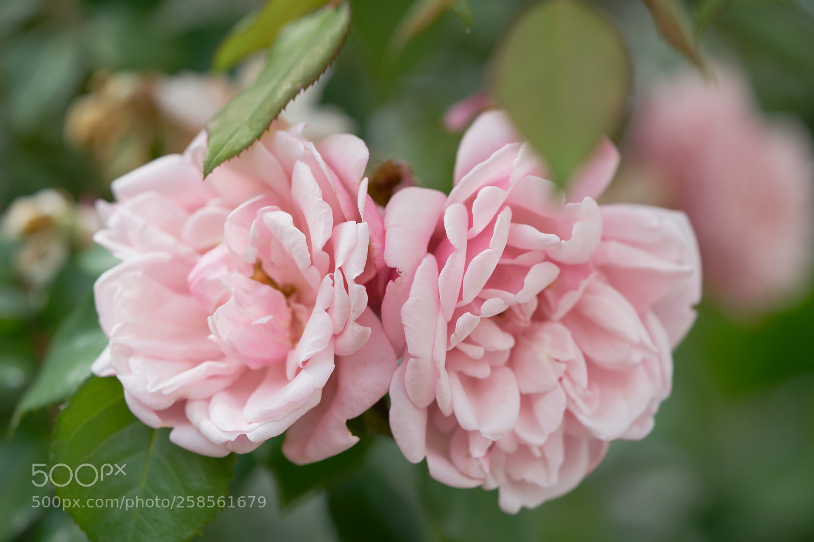 Sony a7 sample photo. Flowers 6601 photography