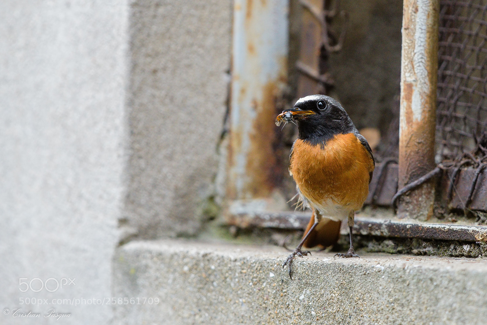 Nikon D500 sample photo. Male redstart photography