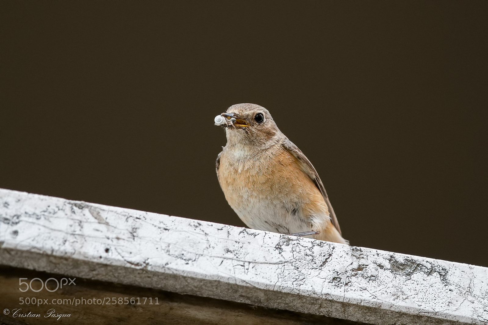 Nikon D500 sample photo. Female redstart photography