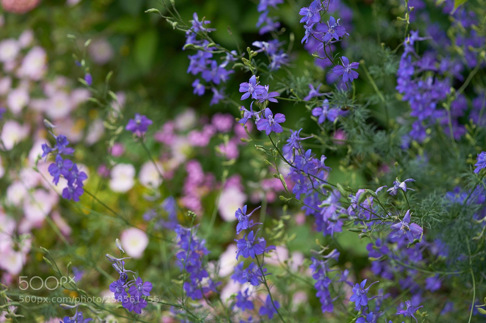 Sony a7 sample photo. Flowers 6602 photography