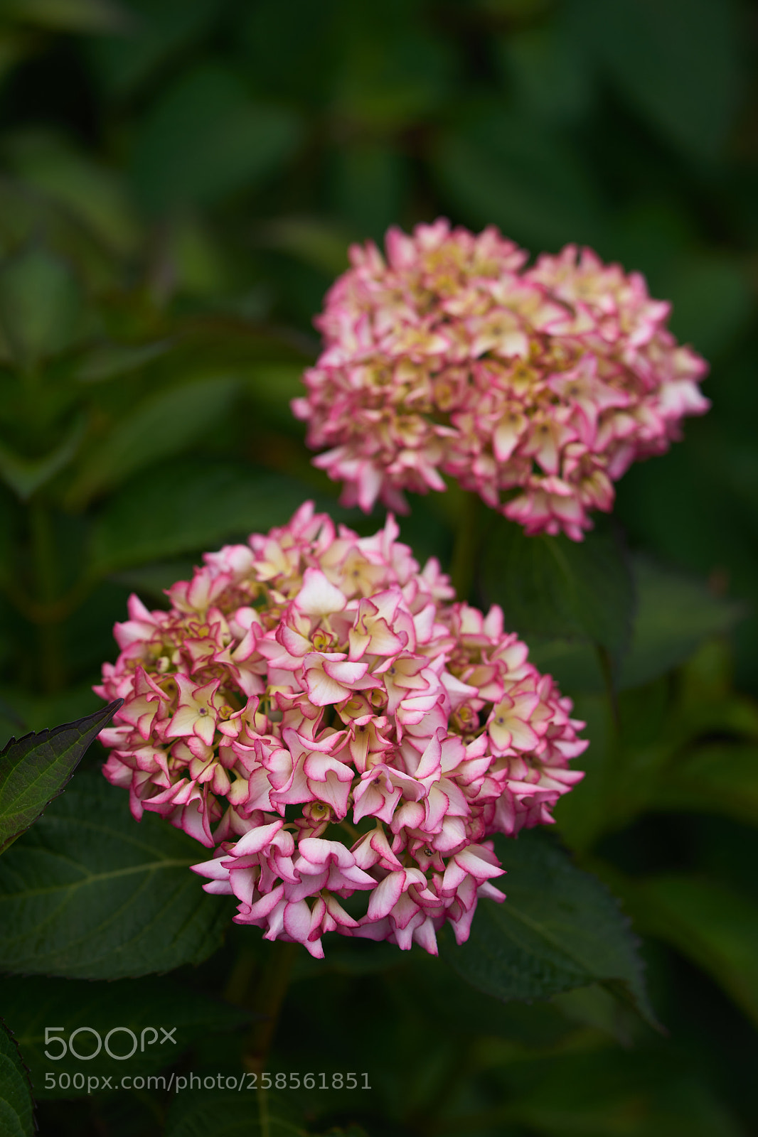 Sony a7 sample photo. Flowers 6603 photography