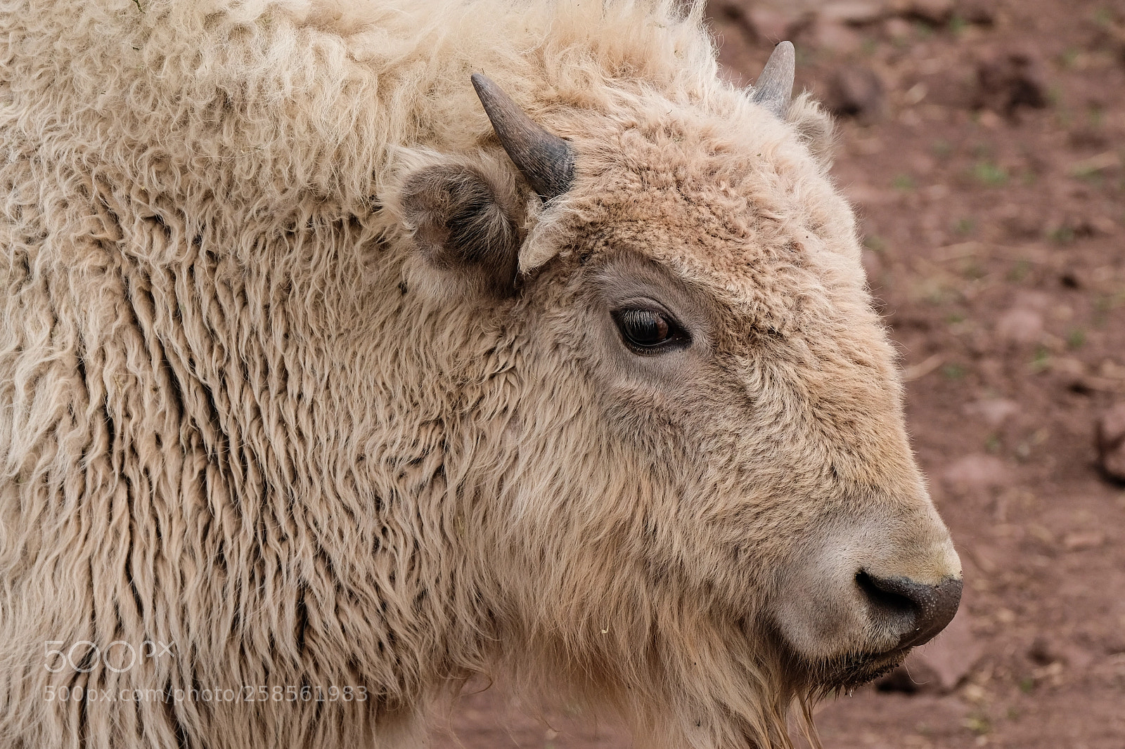 Fujifilm X-T2 sample photo. White bison photography