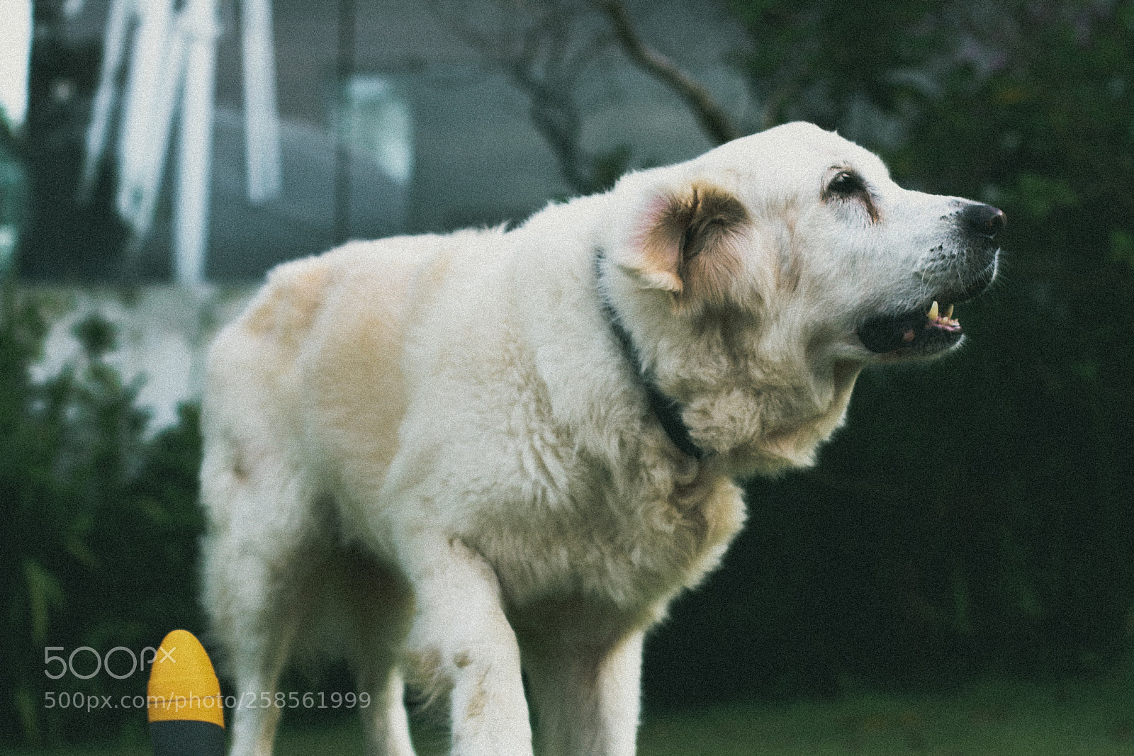 Canon EOS 750D (EOS Rebel T6i / EOS Kiss X8i) sample photo. Buddy with sprinkler photography