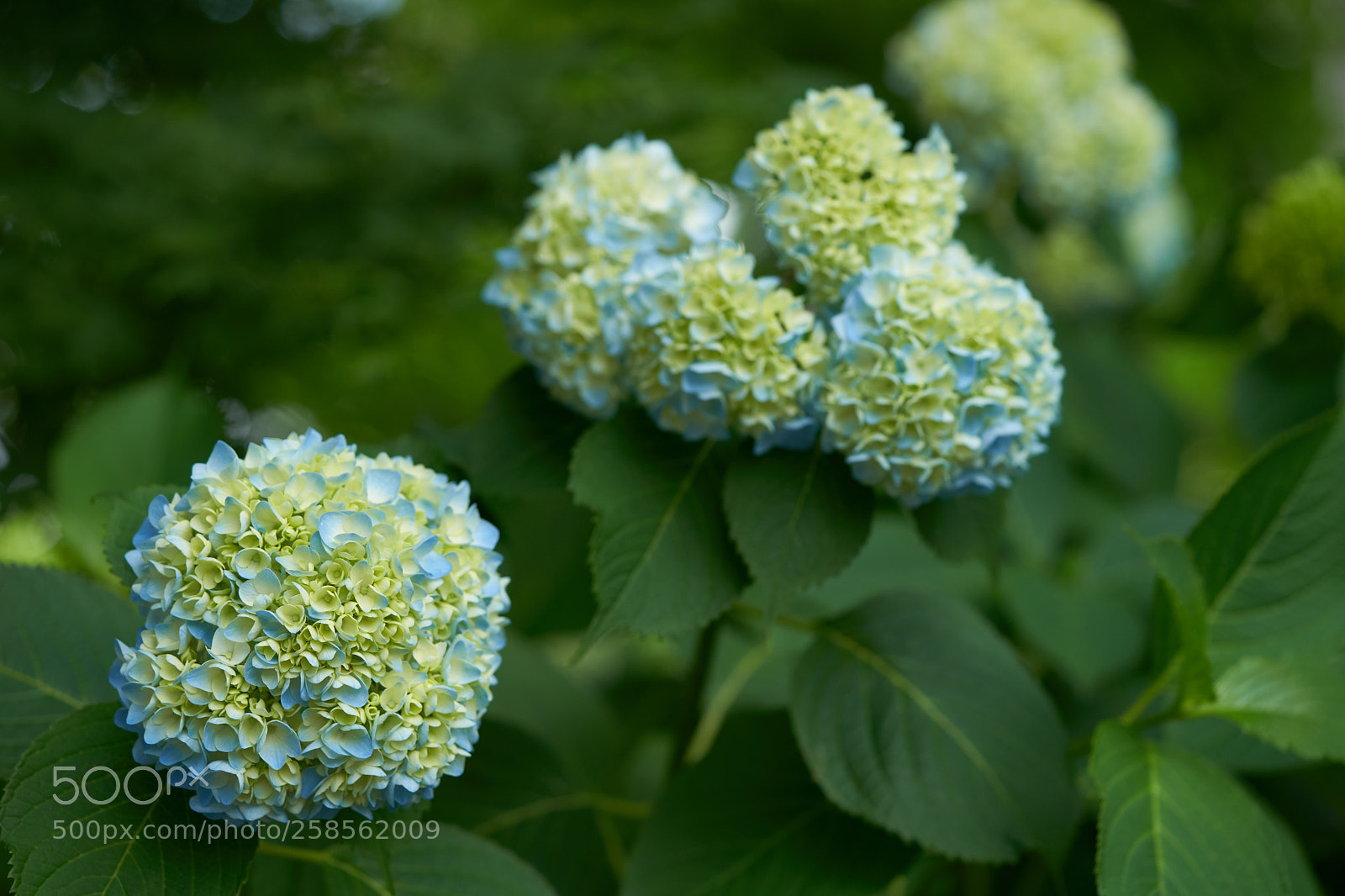 Sony a7 sample photo. Flowers 6604 photography