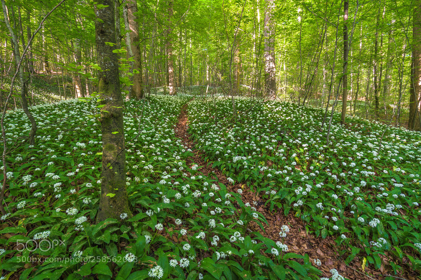 Sony a6500 sample photo. Bärlauchteppich photography