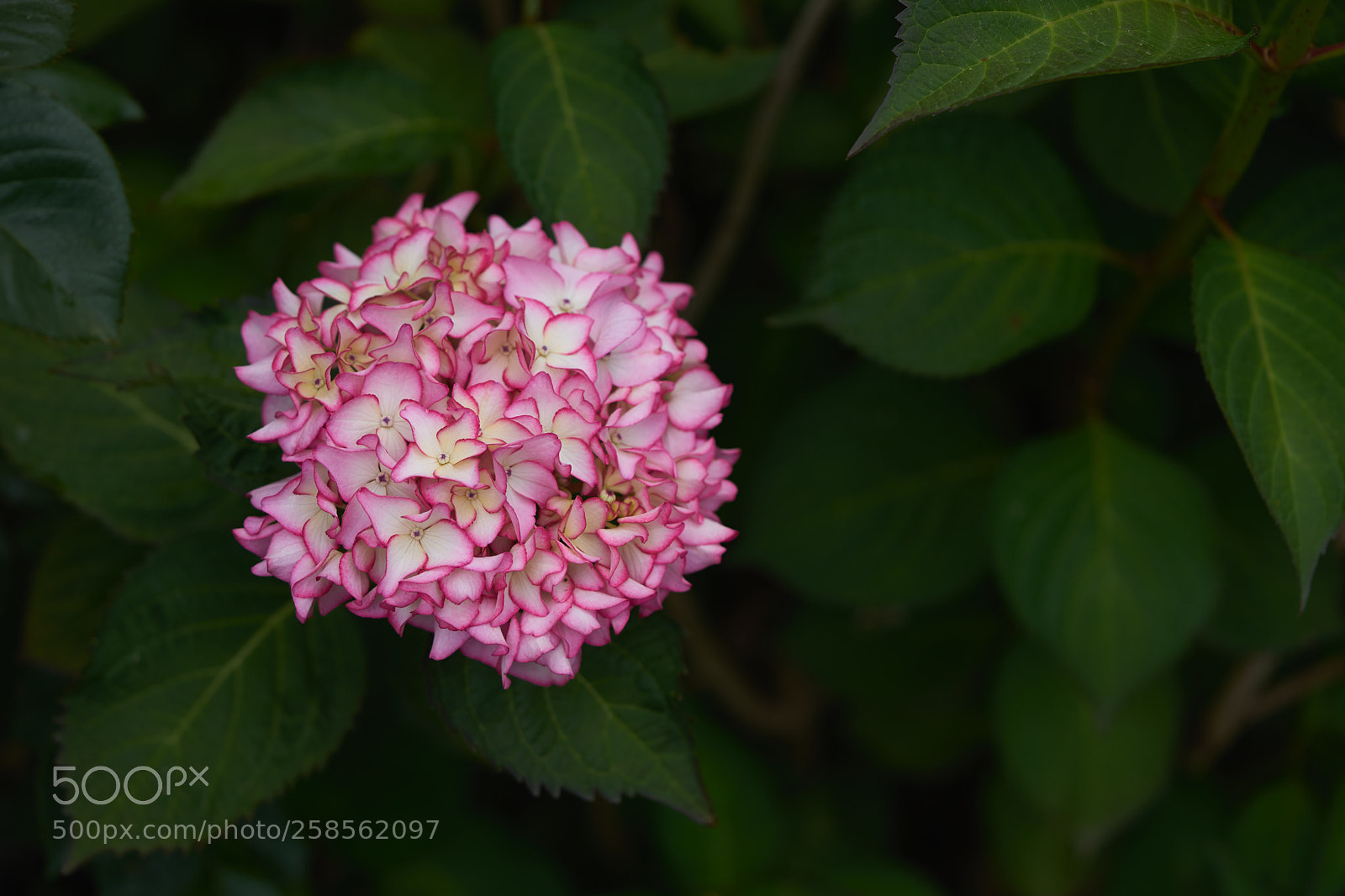 Sony a7 sample photo. Flowers 6605 photography