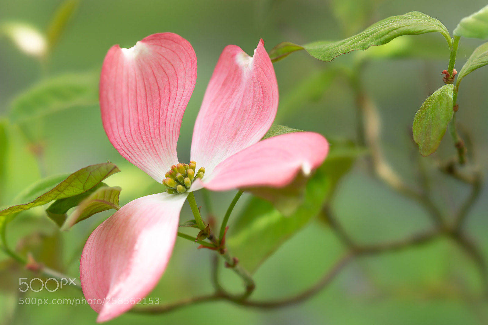 Sony a7R II sample photo. Flowering dogwood photography