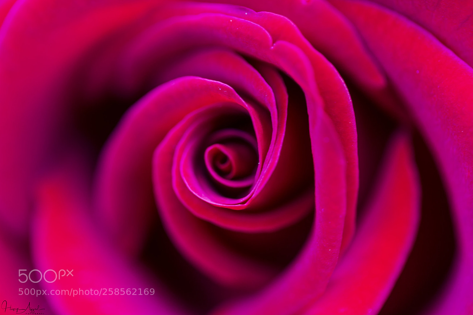 Canon EOS 60D sample photo. Red rose photography