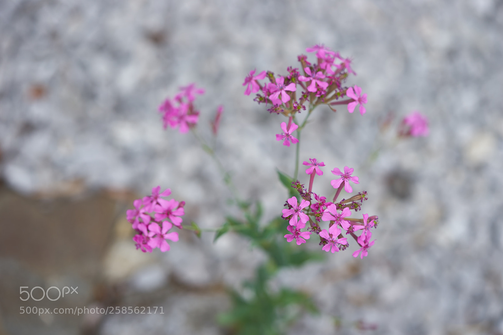 Sony a7 sample photo. Flowers 6606 photography