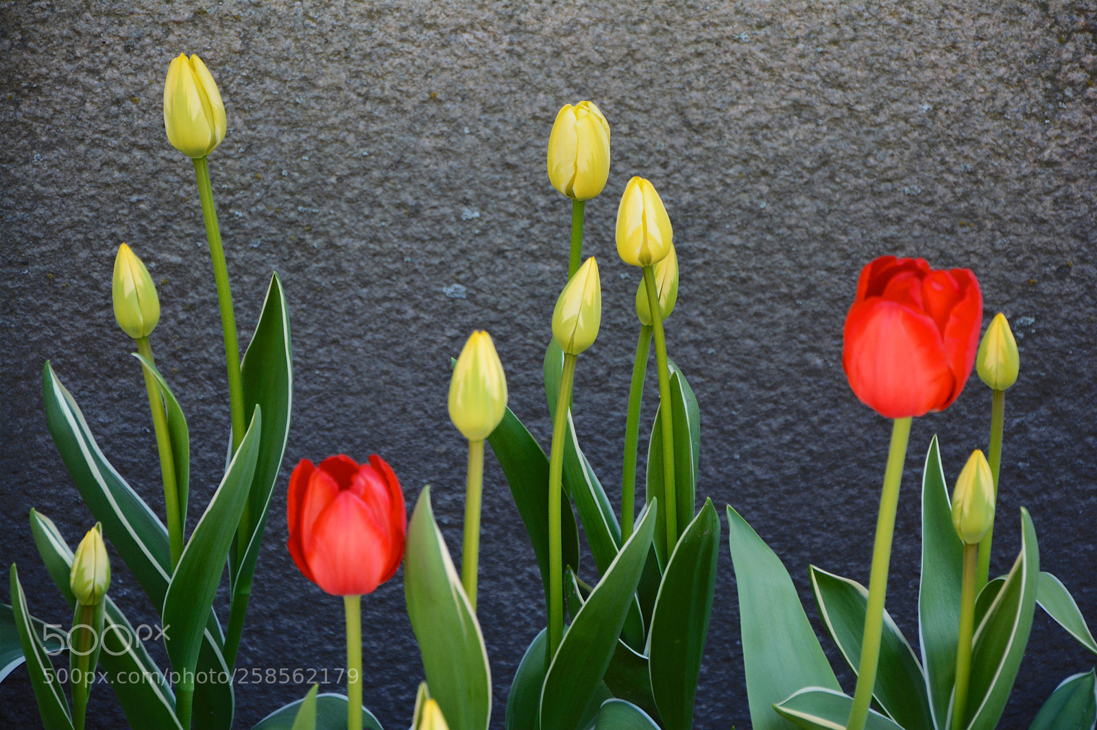 Nikon D7100 sample photo. Spring ii photography