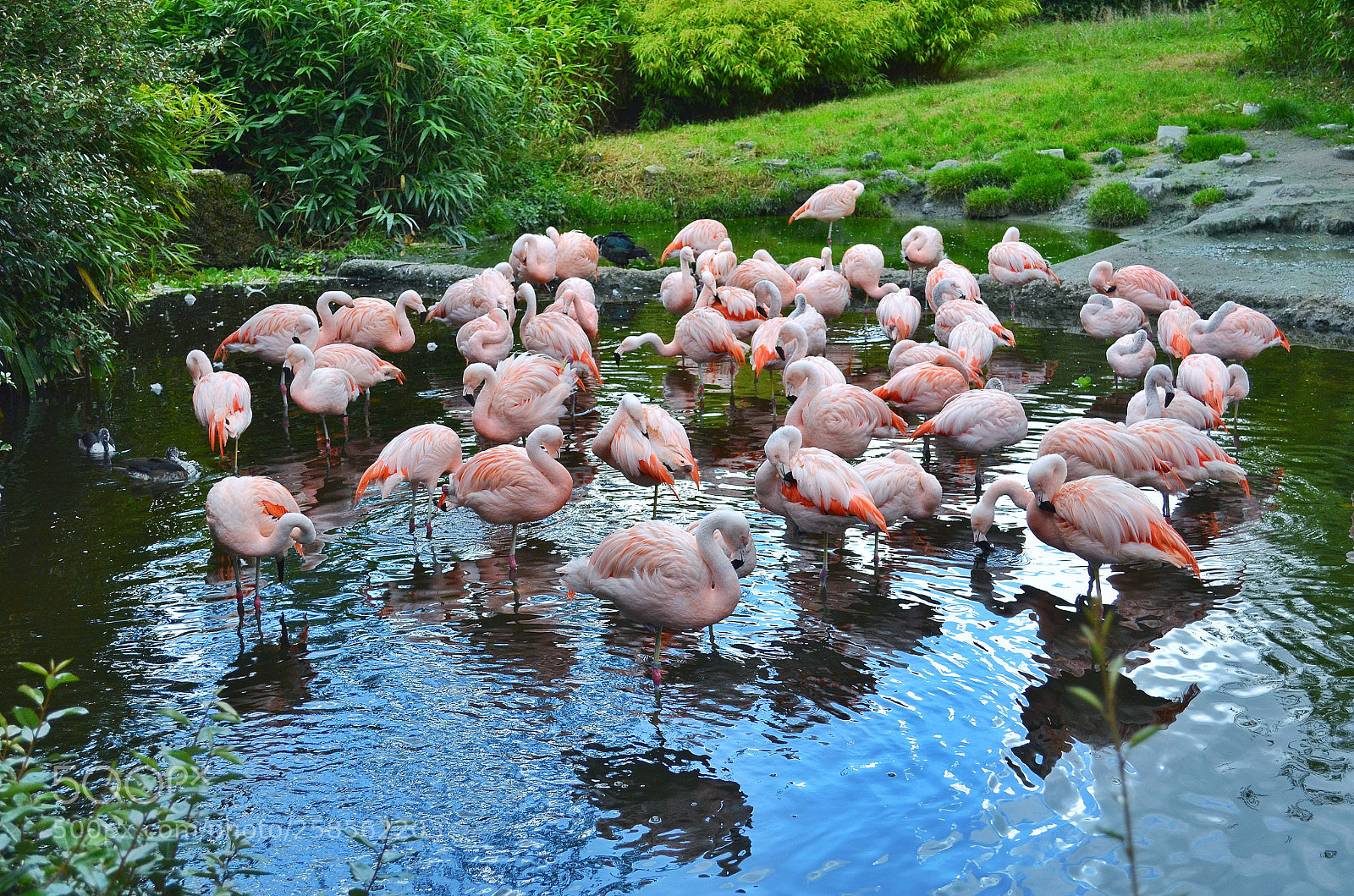 Nikon D5100 sample photo. Flamingos photography