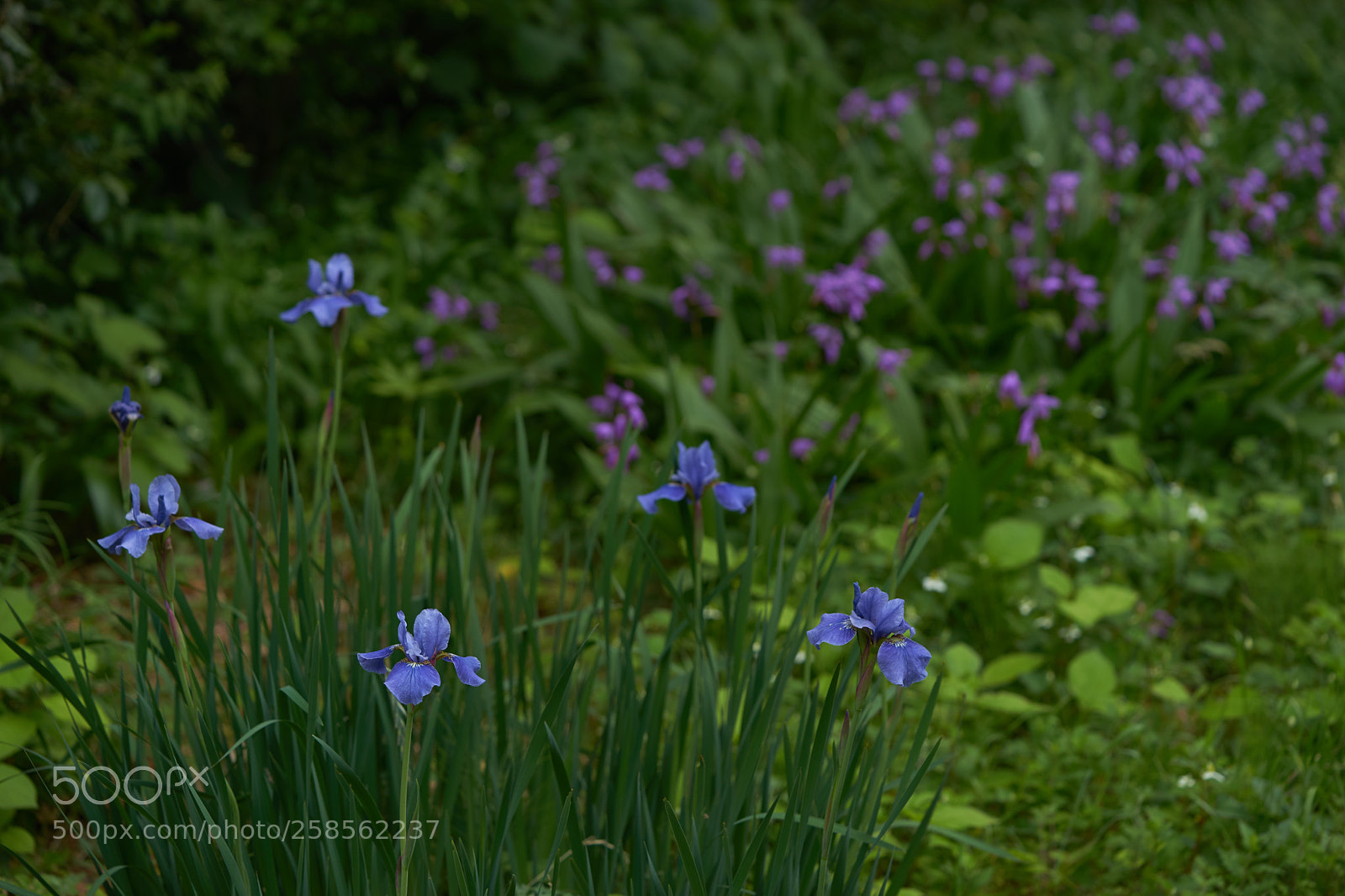 Sony a7 sample photo. Flowers 6607 photography