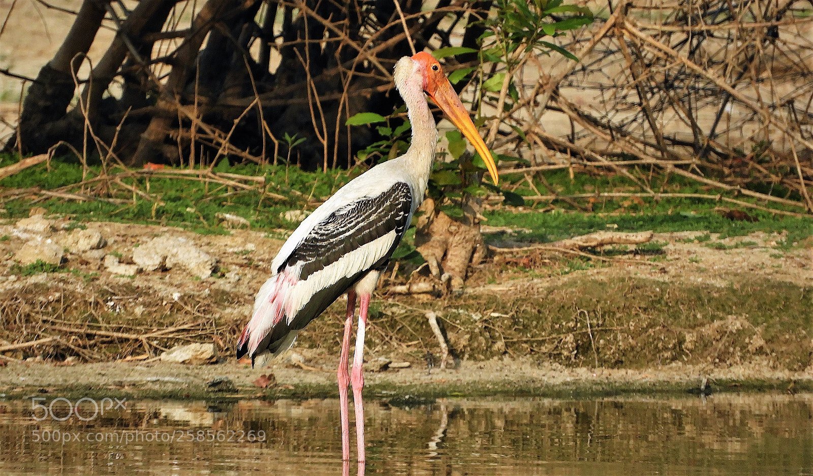 Nikon Coolpix B700 sample photo. Painted stork photography