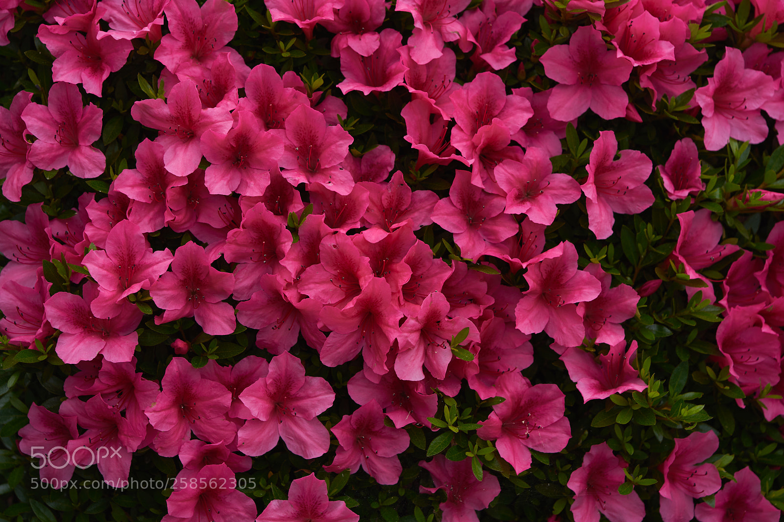 Sony a7 sample photo. Flowers 6608 photography