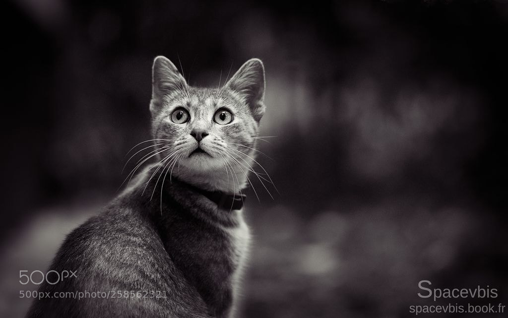 Nikon D5000 sample photo. Cat portrait photography