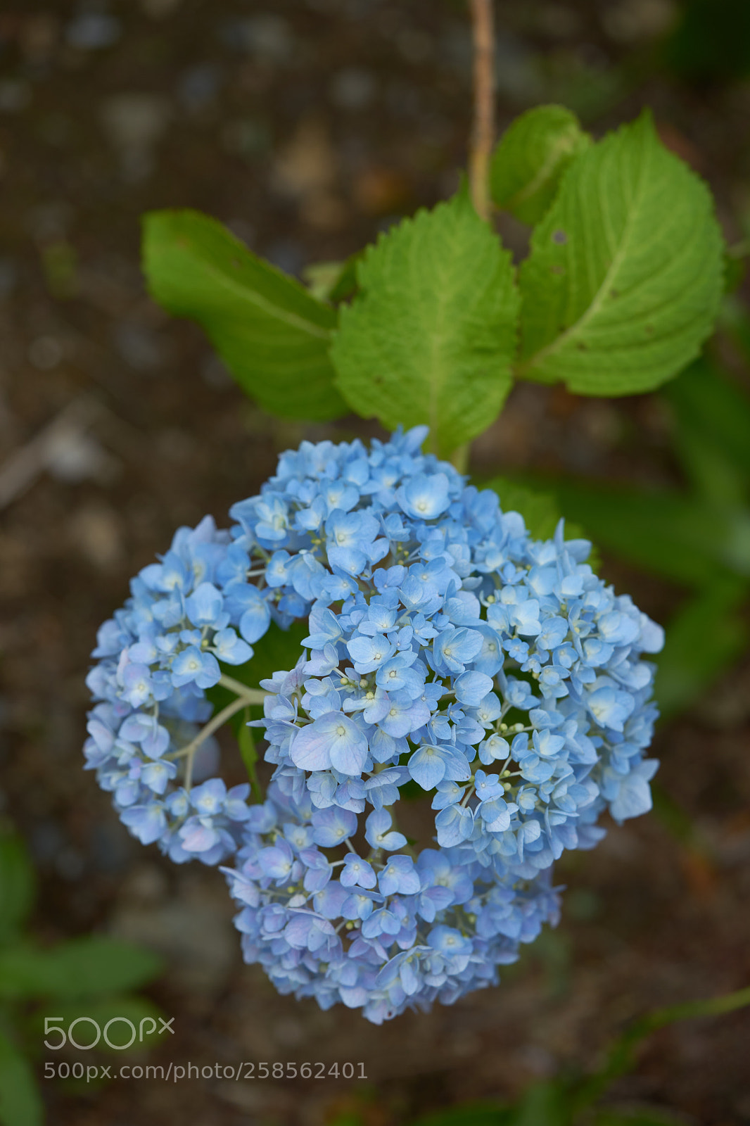 Sony a7 sample photo. Flowers 6609 photography