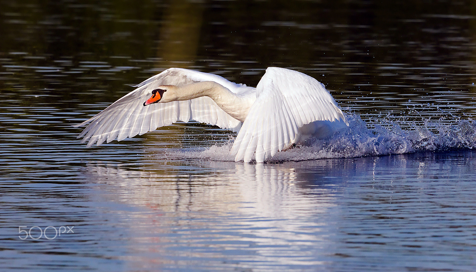 Sigma 150-600mm F5-6.3 DG OS HSM | C sample photo. Swan landing photography
