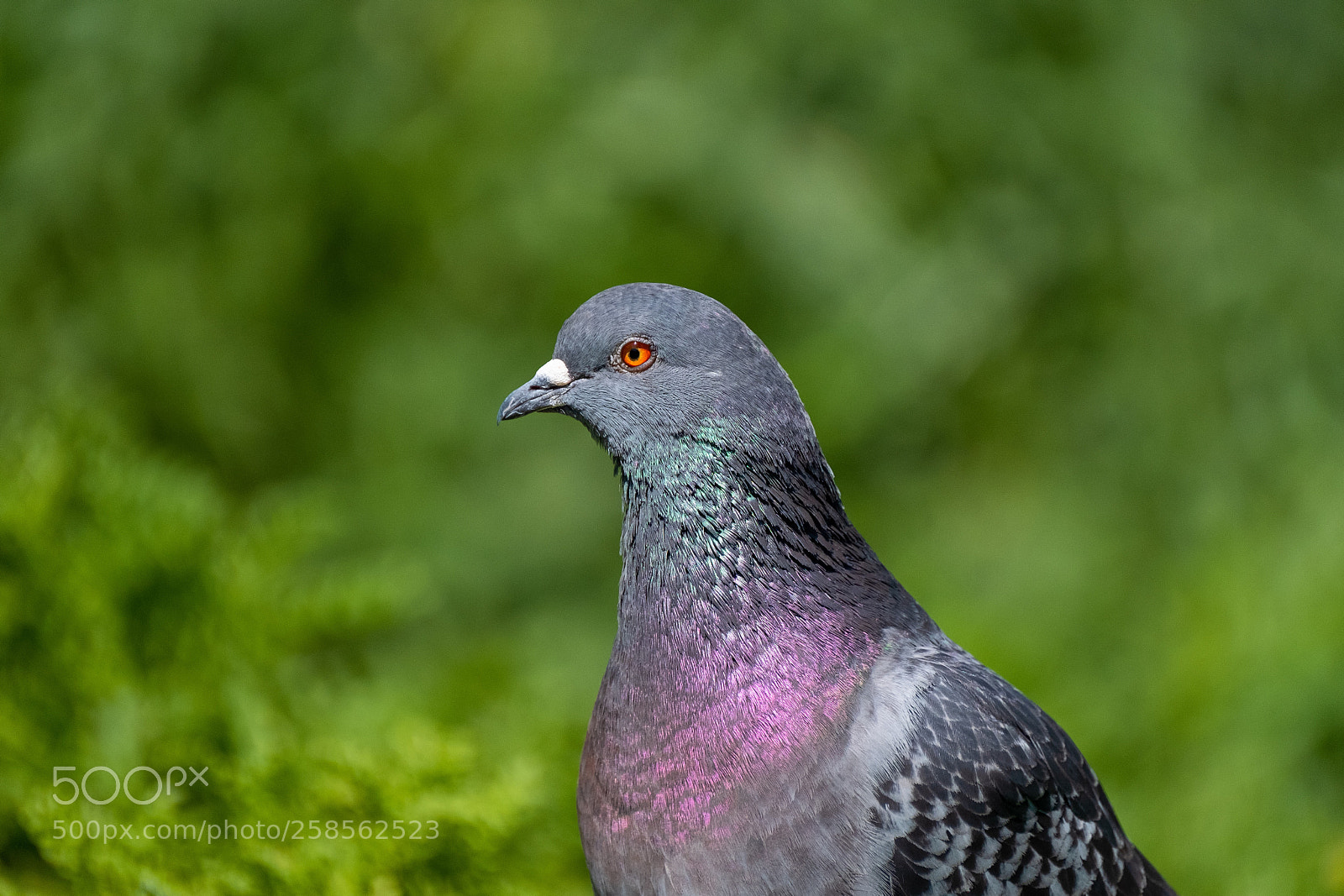 Fujifilm X-T2 sample photo. Pigeon :) photography
