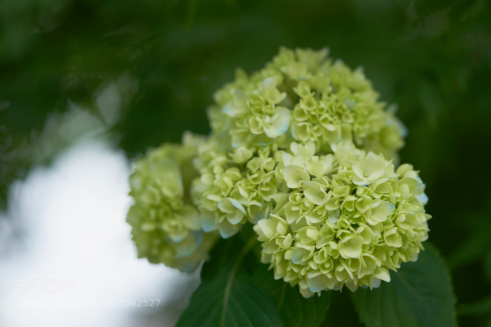 Sony a7 sample photo. Flowers 6610 photography