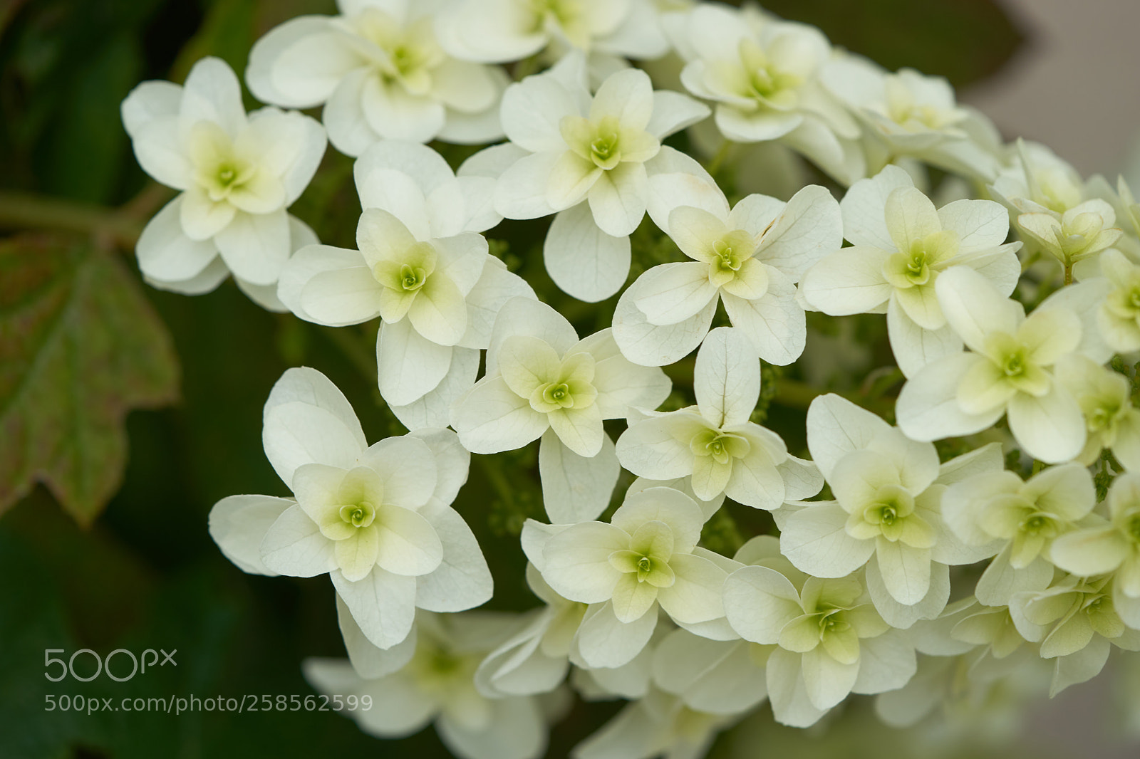 Sony a7 sample photo. Flowers 6611 photography