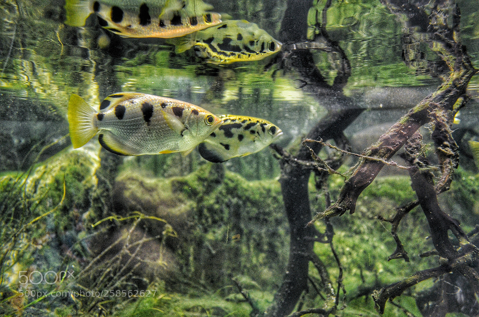 Nikon D5100 sample photo. Silence photography