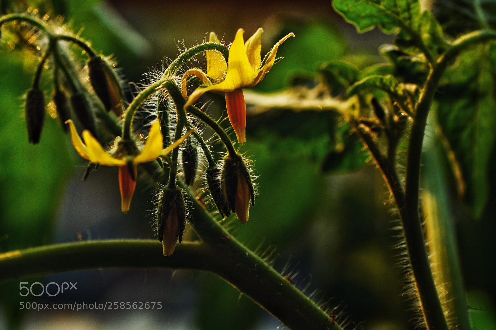 Nikon D7100 sample photo. Untitled photography