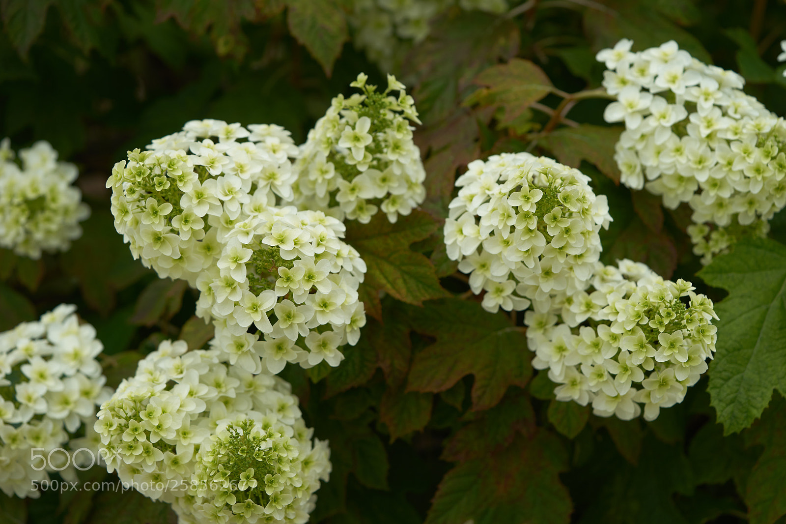 Sony a7 sample photo. Flowers 6612 photography