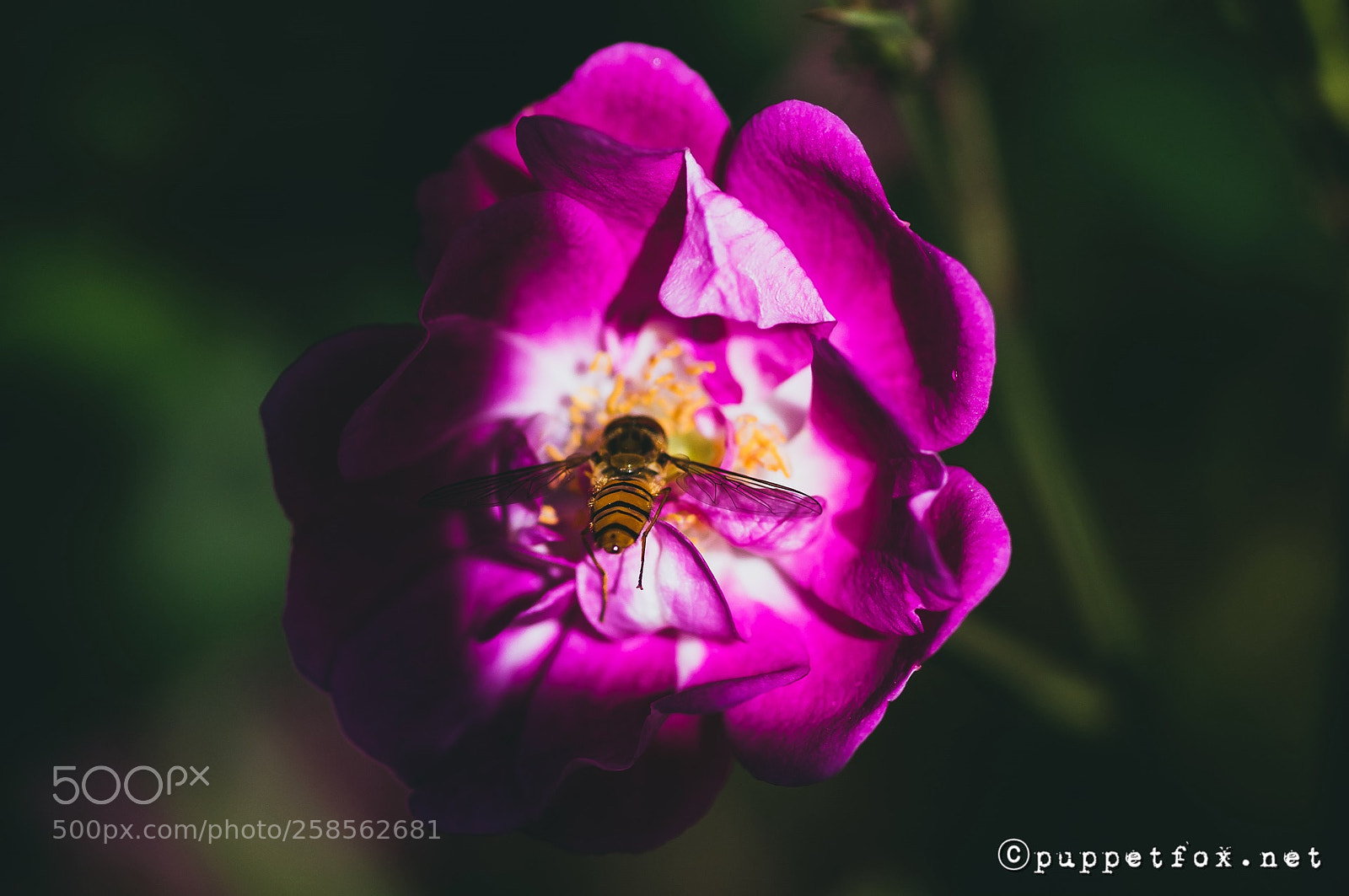 Pentax K-r sample photo. The dronefly on the photography