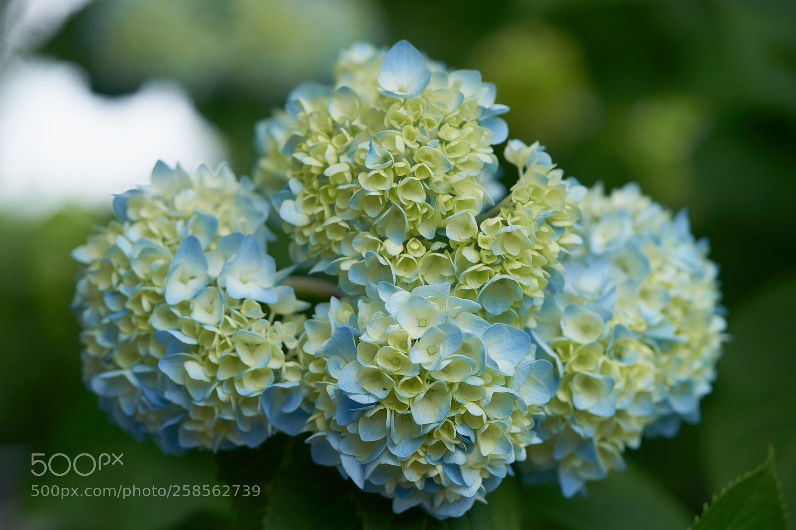 Sony a7 sample photo. Flowers 6613 photography