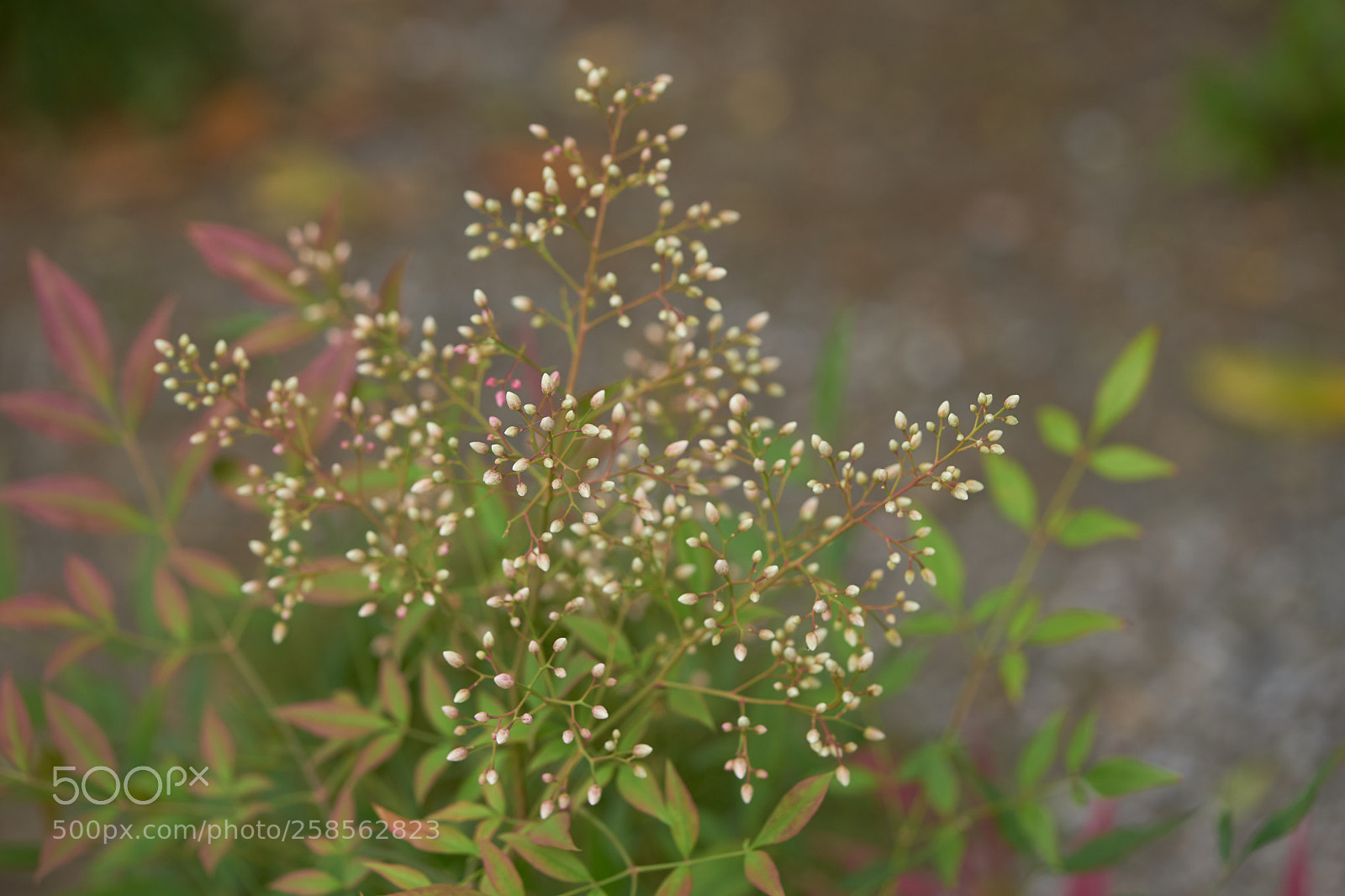 Sony a7 sample photo. Flowers 6614 photography