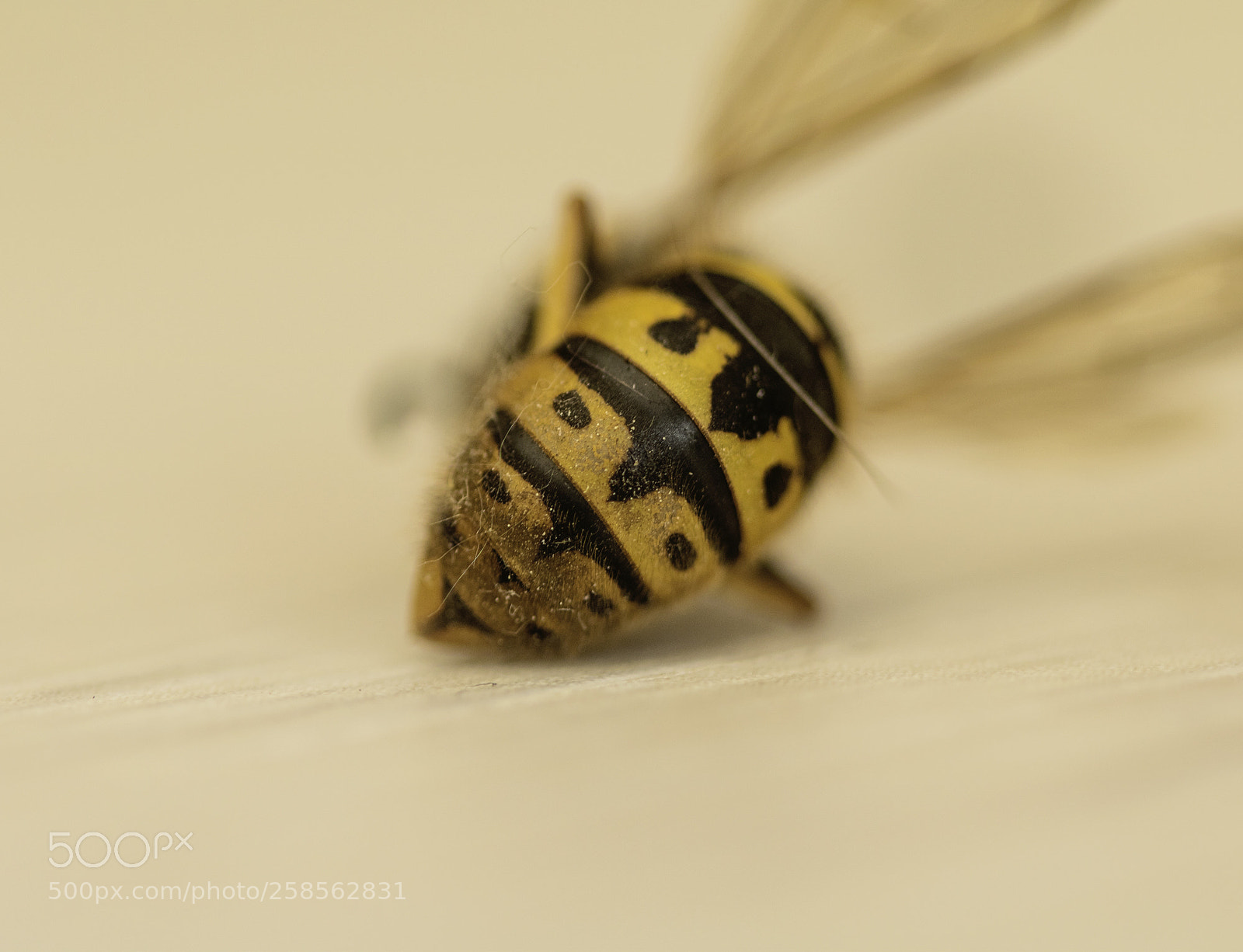 Canon EOS 750D (EOS Rebel T6i / EOS Kiss X8i) sample photo. Black and yellow body photography