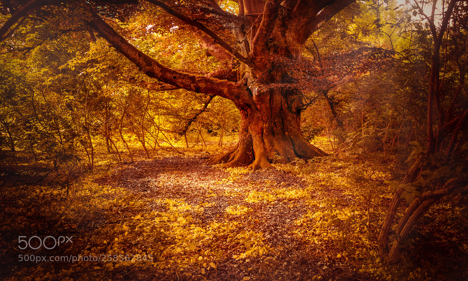 Sony a7R sample photo. Der alte baum photography