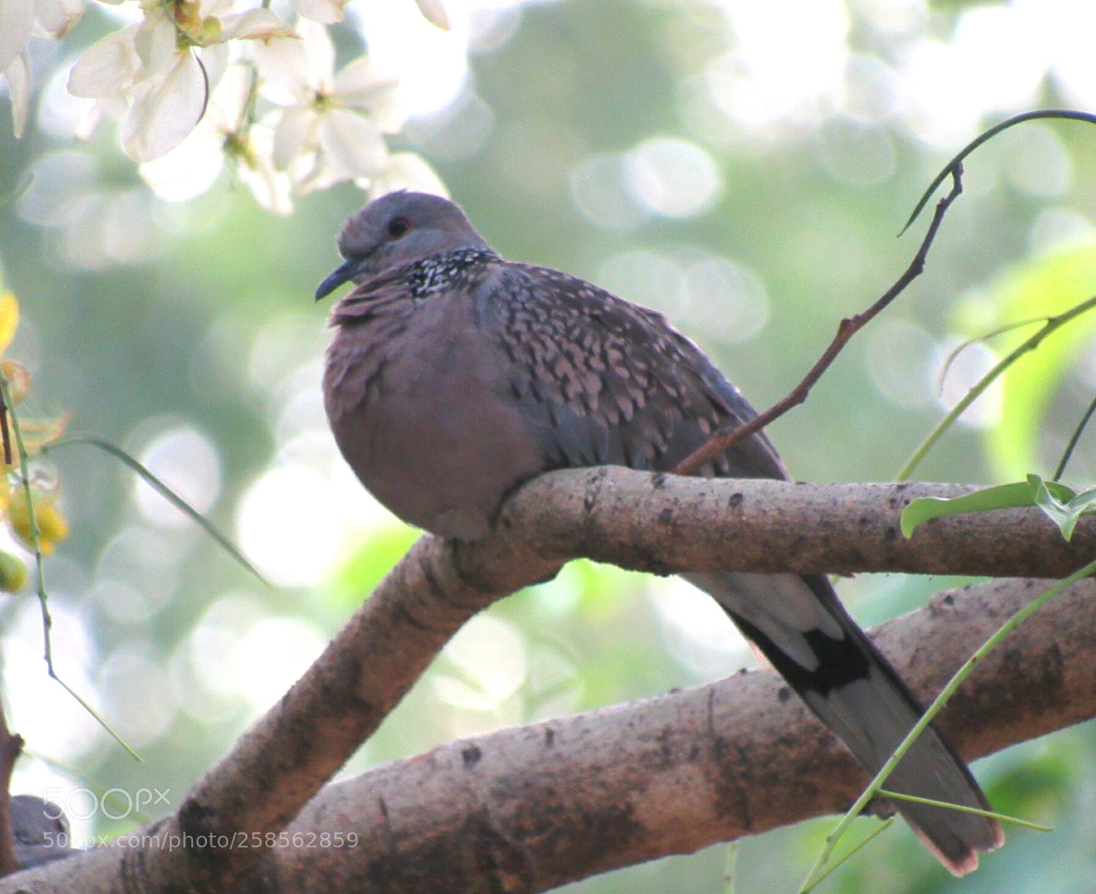 Canon PowerShot SX530 HS sample photo. Loved the bokeh?? photography
