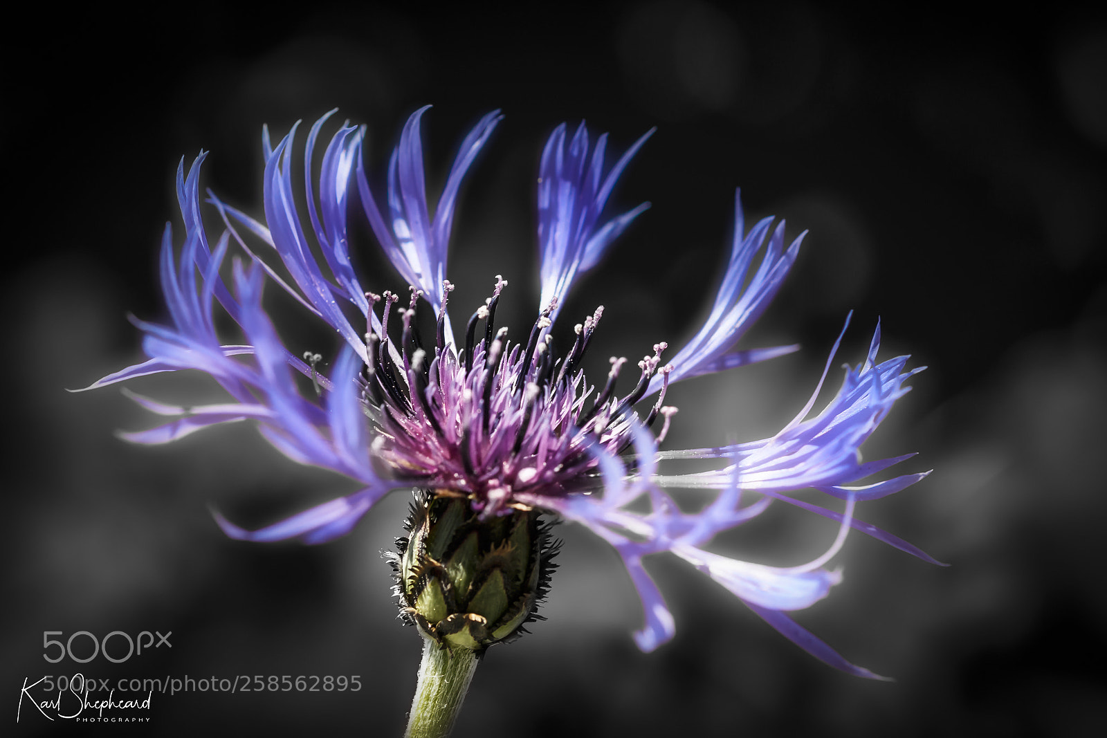 Canon EOS 70D sample photo. Miss jekyll, (cornflower blue) photography