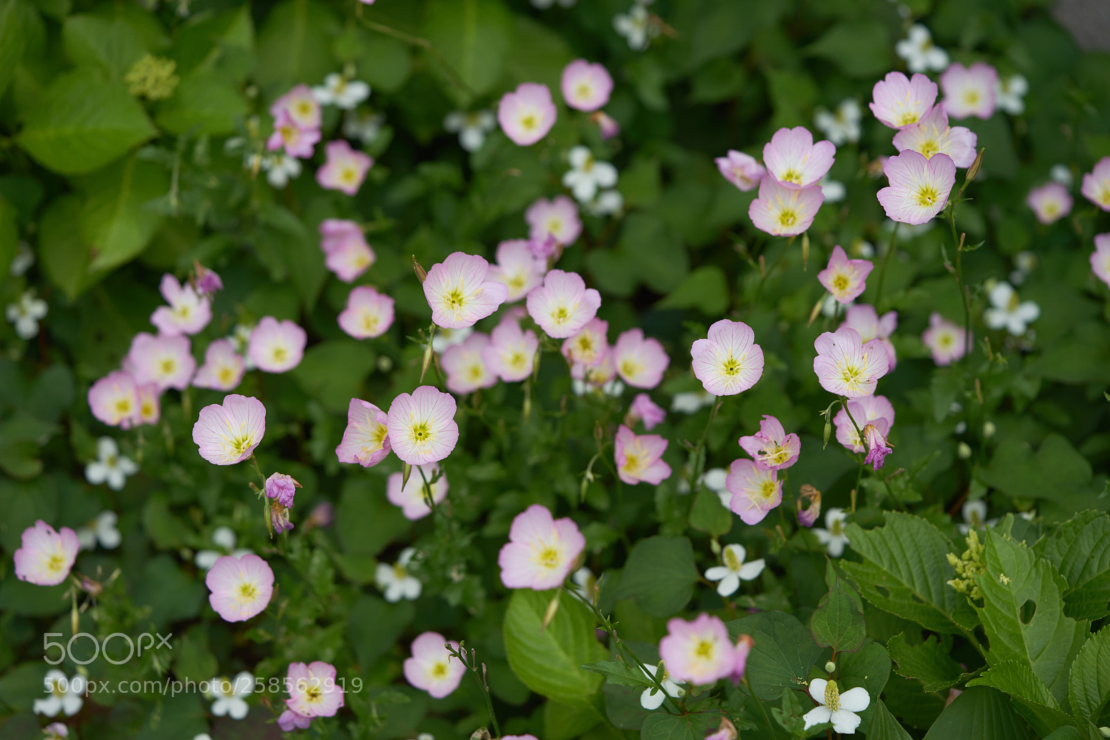 Sony a7 sample photo. Flowers 6615 photography