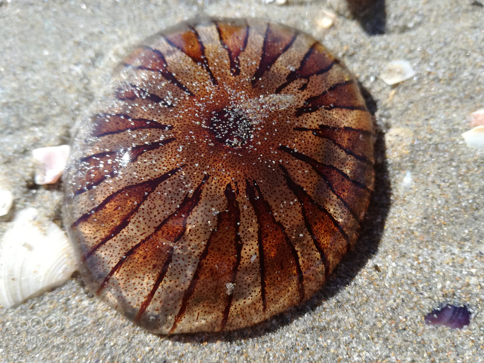 HUAWEI P9 LITE sample photo. Jellyfish photography