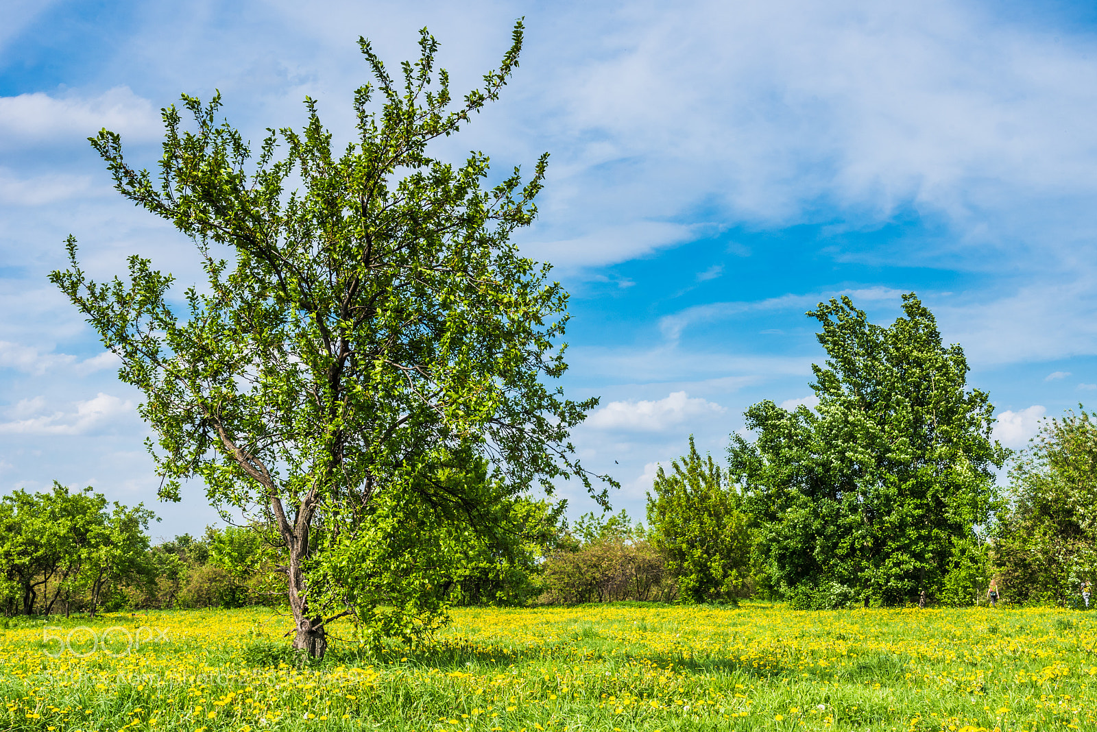Nikon D750 sample photo. Landscape with dandelions photography