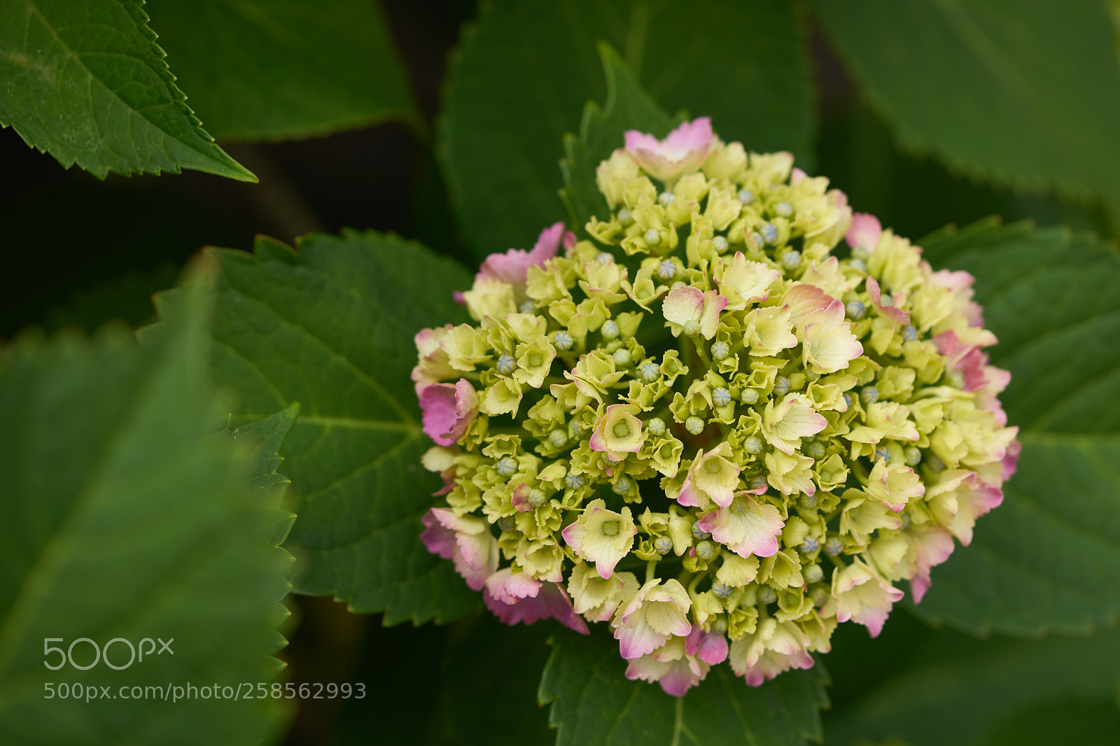 Sony a7 sample photo. Flowers 6616 photography