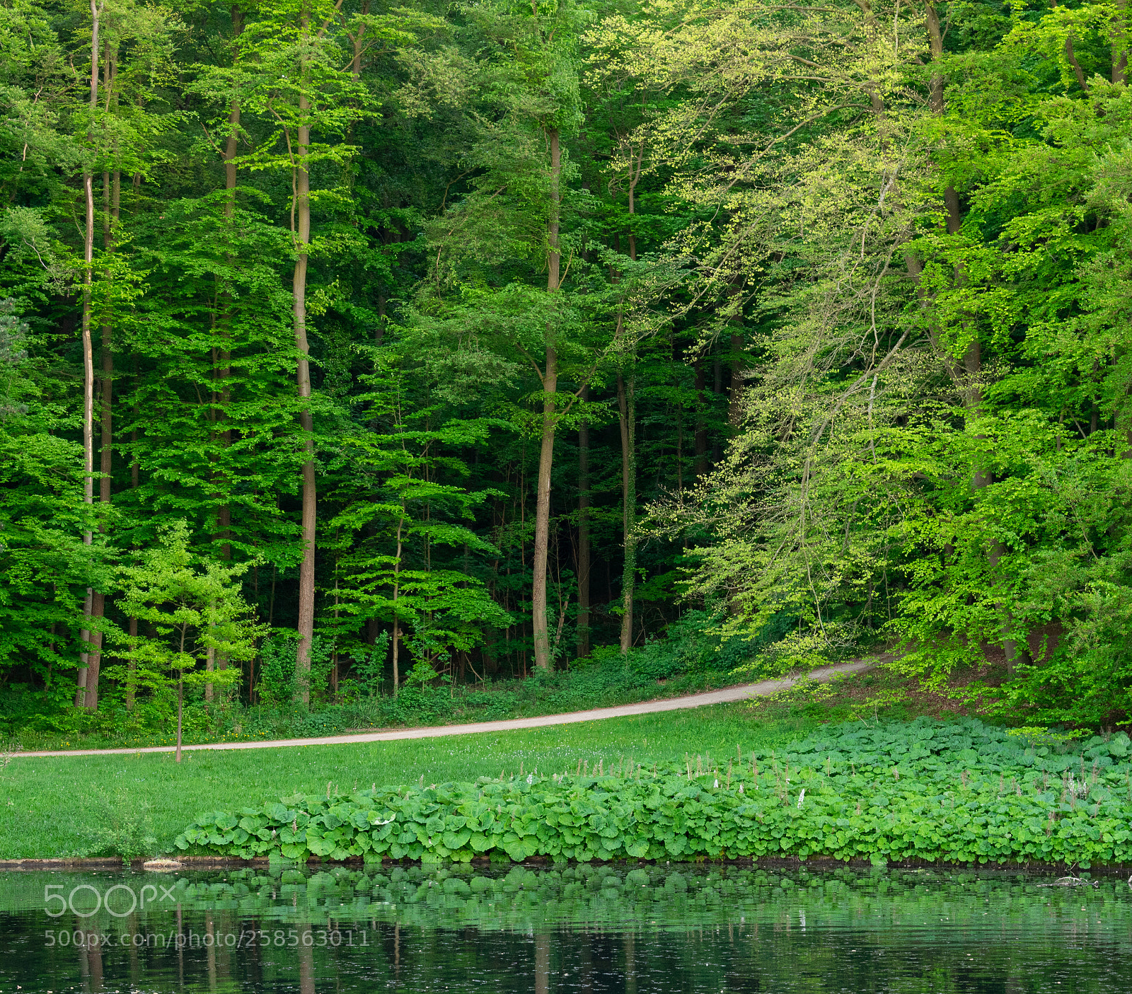 Nikon D3400 sample photo. Tervuren park photography