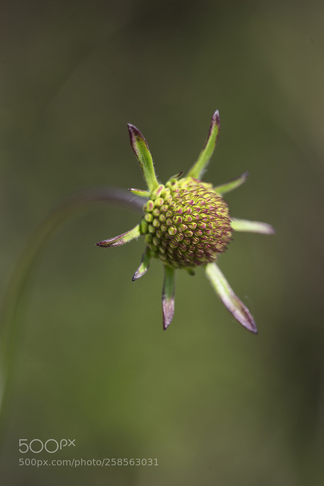 Nikon D750 sample photo. Spring sun  photography